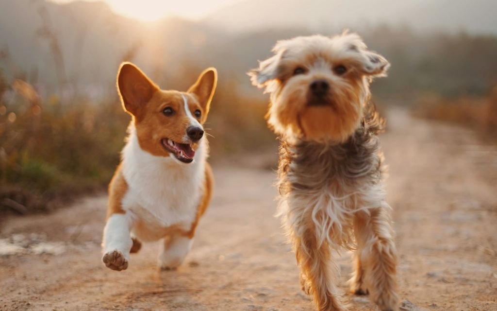 Parkta mutlu köpekler, evcil hayvan sahipleri ve hayvanları arasındaki bağı temsil ediyor